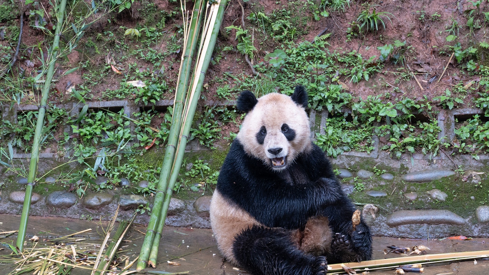 中美大熊貓保護合作再進一步，「雲川」與「鑫寶」抵達聖迭戈動物園