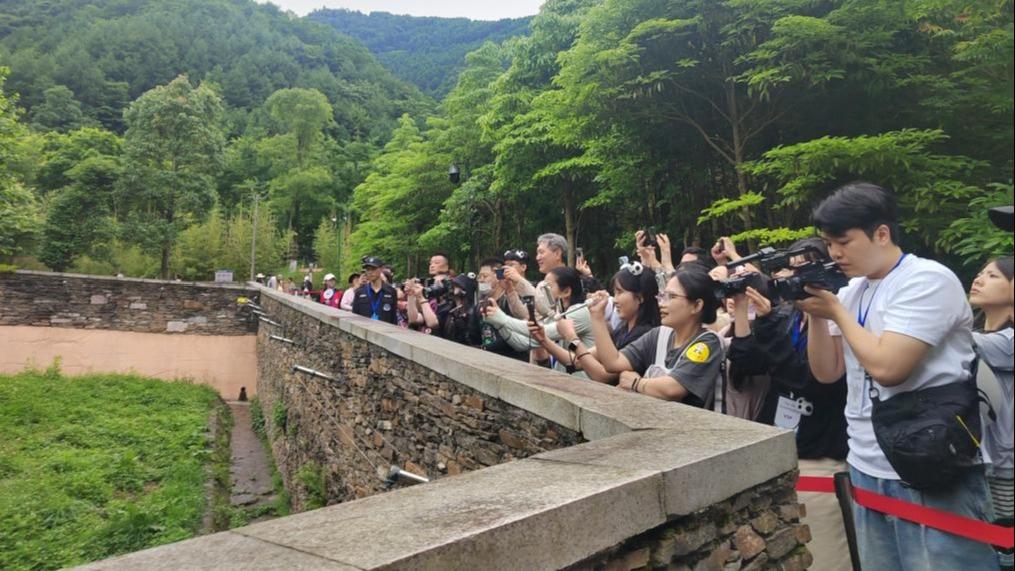 熊貓「福寶」引領韓國人發掘四川之美