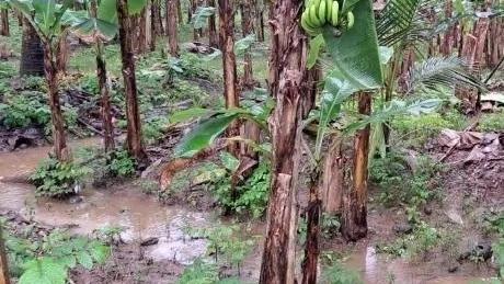“貝麗爾”過境 牙買加超八成香蕉和大蕉作物被毀