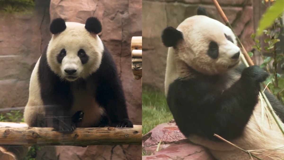 旅美中國大熊貓「雲川」和「鑫寶」將於8月8日在加州動物園亮相