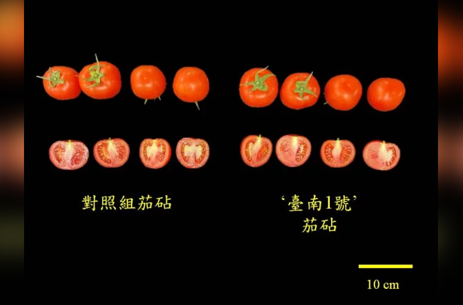 台南農改場推出革命性番茄新品種「台南1號」，預防青枯病，提升產業競爭力