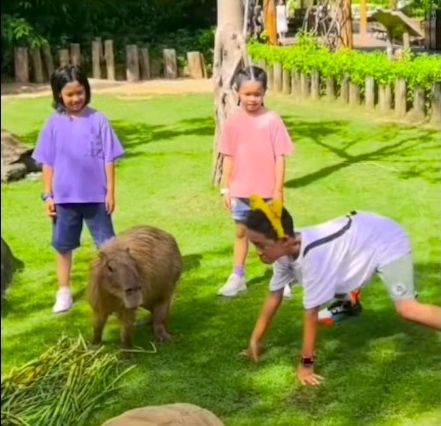 應采兒與兒子Jasper動物園遊樂，小小模仿家萌態十足